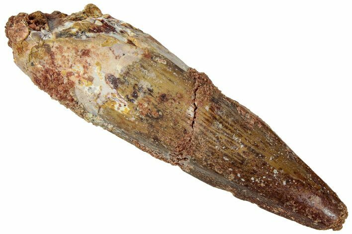 Fossil Spinosaurus Tooth - Real Dinosaur Tooth #310876